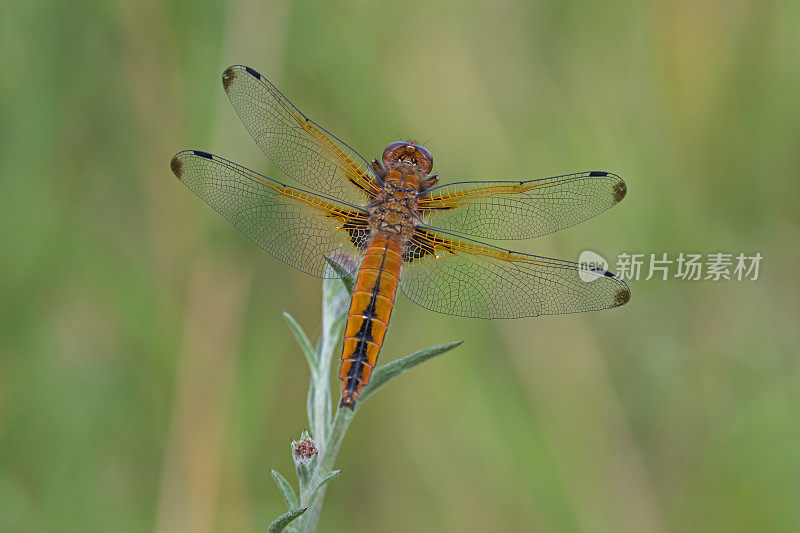 稀有追逐蜻蜓(Libellula fulva)